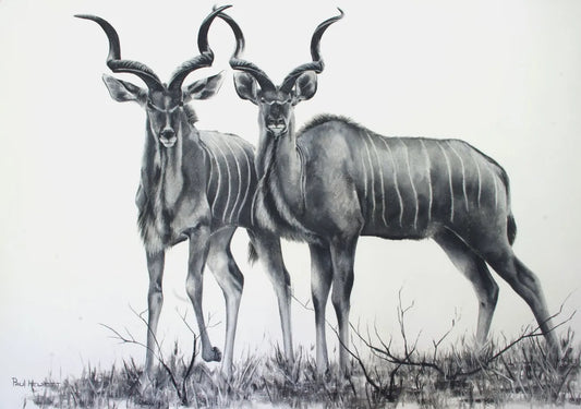 Two Kudu Paul Hewlett Drawings JULIE MILLER AFRICAN CONTEMPORARY