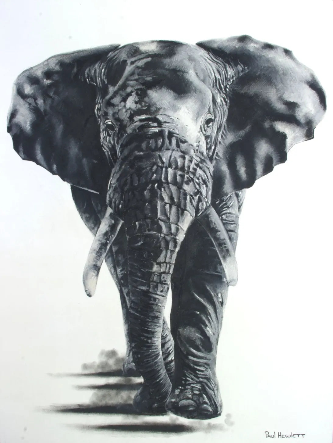 African Elephant Paul Hewlett Drawings JULIE MILLER AFRICAN CONTEMPORARY