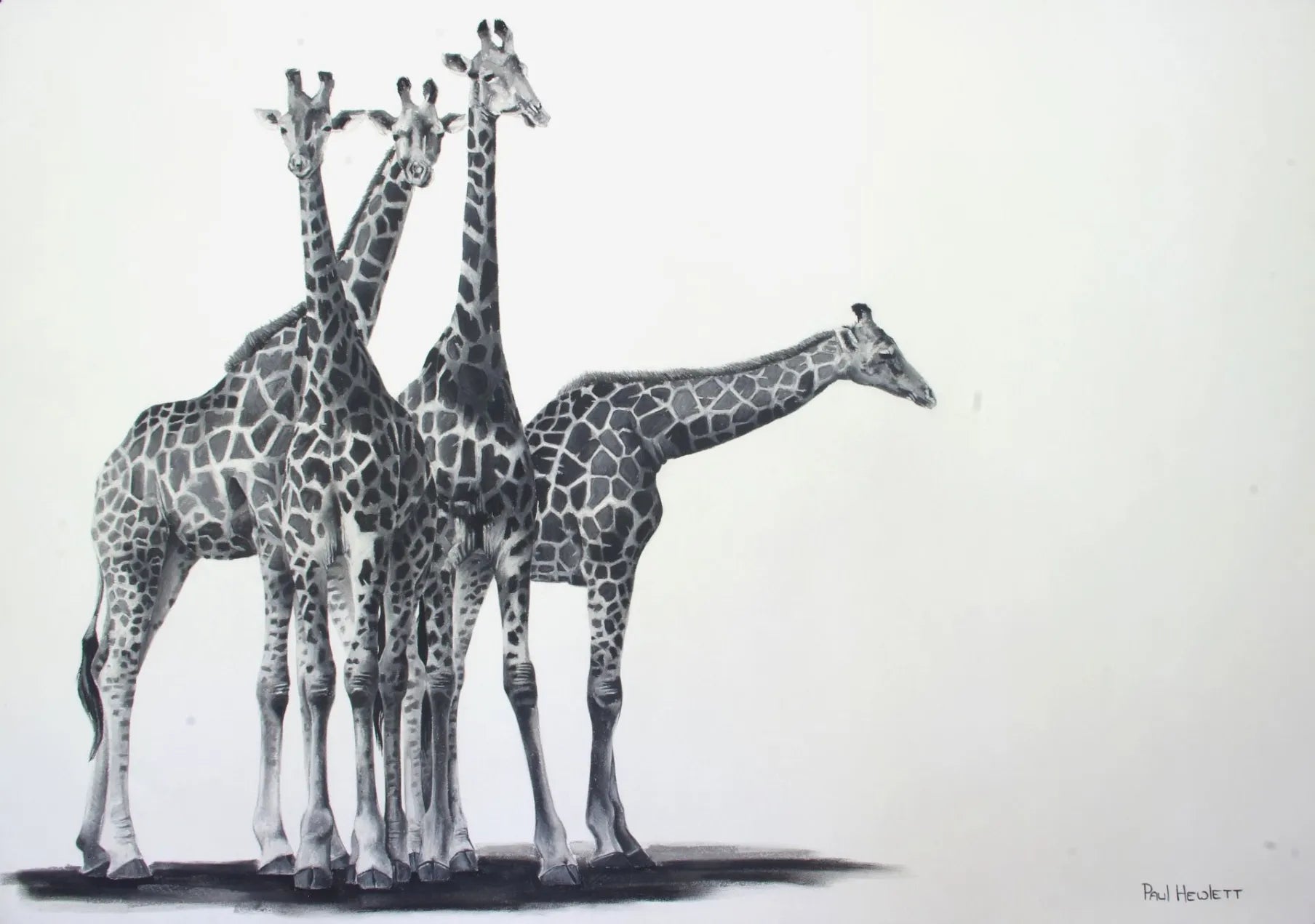 A Tower Of Giraffes Paul Hewlett Drawings JULIE MILLER AFRICAN CONTEMPORARY