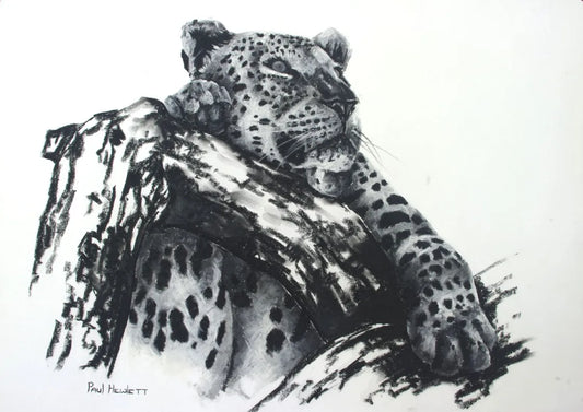 Leopard In A Tree Paul Hewlett Drawings JULIE MILLER AFRICAN CONTEMPORARY