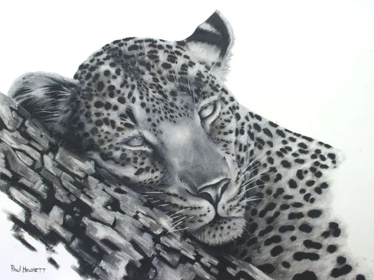 Resting In A Tree Paul Hewlett Drawings JULIE MILLER AFRICAN CONTEMPORARY