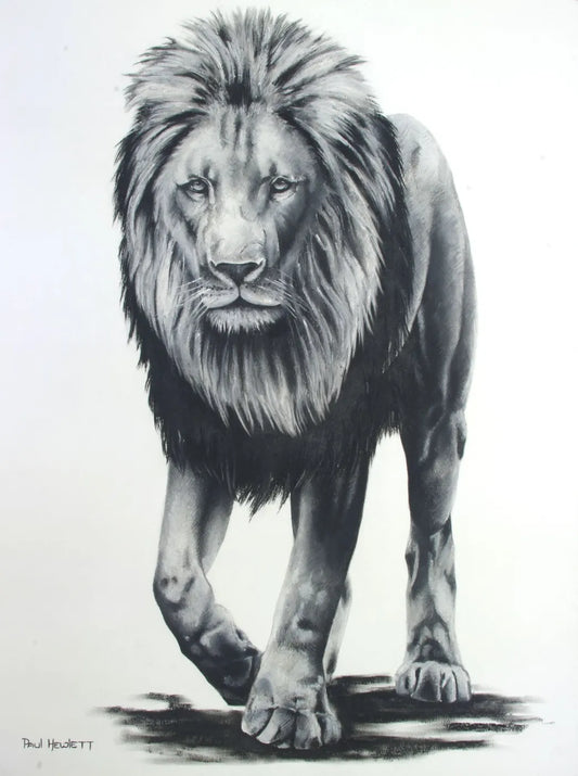 Lion Walking Paul Hewlett Drawings JULIE MILLER AFRICAN CONTEMPORARY