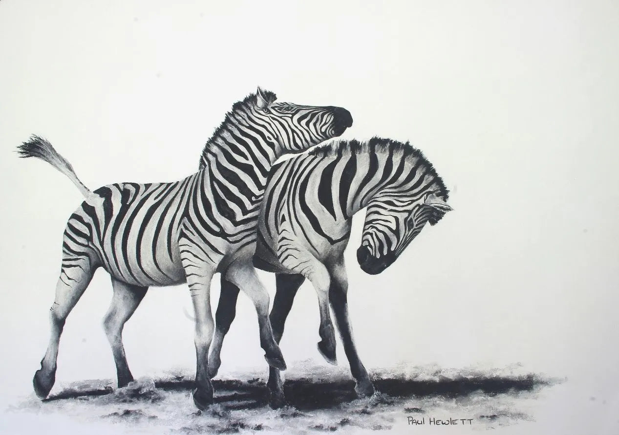 Two Zebras Paul Hewlett Drawings JULIE MILLER AFRICAN CONTEMPORARY