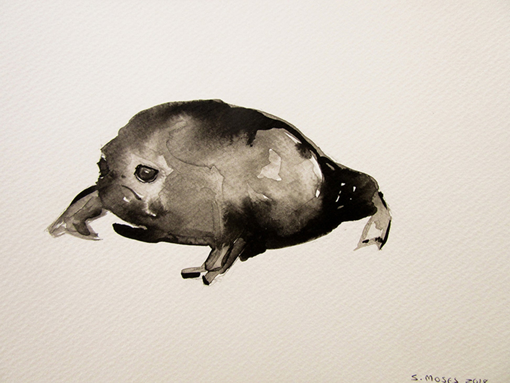Swollen (Breviceps Fuscus) Sharon Moses Drawings JULIE MILLER AFRICAN CONTEMPORARY